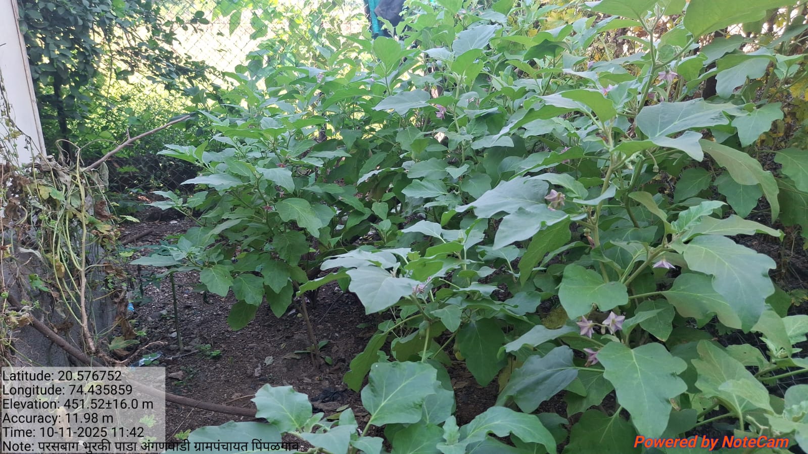 मुख्यमंत्री समृद्ध पंचायत अभियान अंतर्गत अंगणवाडी परसबाग 